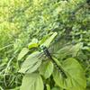 4 Outdoor Mosquito Repellent Simulation Dragonfly Stick Dragonfly Repellent Artifact