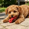 Cães – Brinquedos para cães