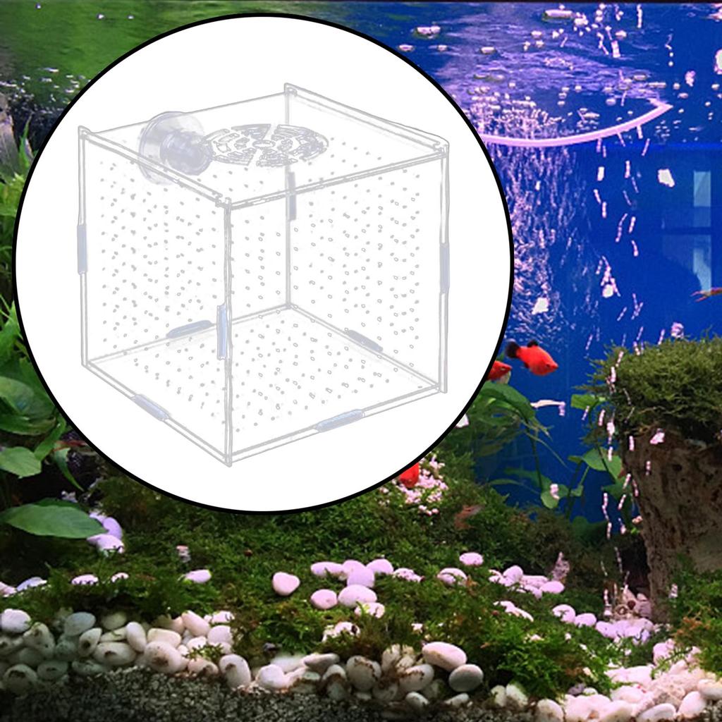 Aquarium Isolation Box Fish Hatchery Isolation Box Acrylic Reusable Aquarium Accessory for Guppy Baby Prawn Aggressive Fish