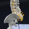 17.7Inch Spine Bone Human Spine Model for Anatomy Study Education Use Shows Vertebrae Nerves Lumbar Column Male Pelvis