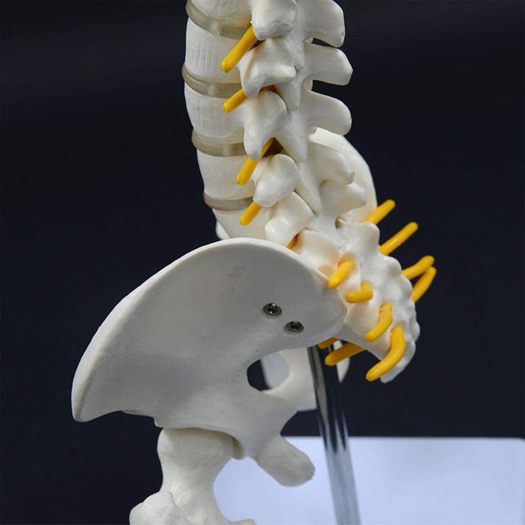 17.7Inch Spine Bone Human Spine Model for Anatomy Study Education Use Shows Vertebrae Nerves Lumbar Column Male Pelvis