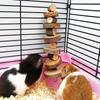 Natural Wood Chew Toy Small Animal Snack Hamster Toys Suitable For Rabbit Guinea Pig Chinchilla Hamster Accessories Pet Supplies