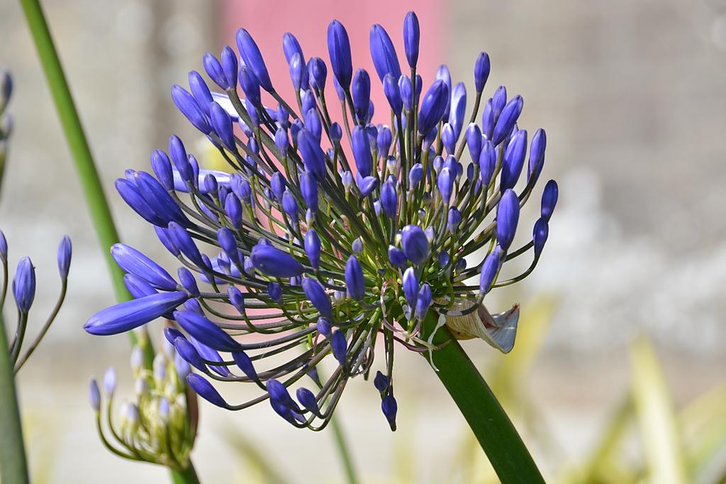 SAFLAX Africká lilie - 50 semen - Agapanthus orientalis