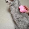 1 Set Pet Comb Rechargeable Steam Cat Grooming Brush Set Effective Dog Hair Removal Comb Pet Supplies