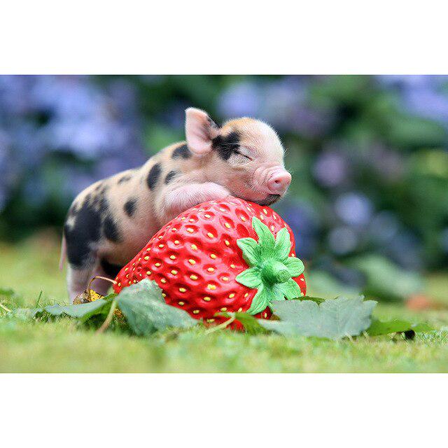 Porc DIY 5D pictura cu diamante cu punct de cruce animal rotund complet rășină diamant broderie kit imagine de strass mozaic walll art