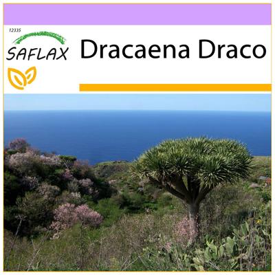 Albero del drago - 5 semi - Dracaena Draco