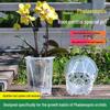 Aoyama Large Breathable Transparent Orchid Pot with Sphagnum Moss for Phalaenopsis