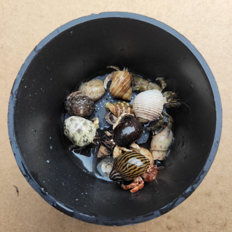 

Gray-White Lyra Hermit Crab: Short-Armed, Deep Purple, Cute, and Bagged Alive for Pets