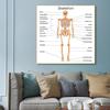 Human Organs Brain Liver Heart Anatomy Poster Print Canvas Painting Human Body Map Medical Classroom Office Room Home Decoration
