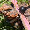Yousheng 1 Set Reptile Leash Adjustable with Wings Traction Tool Lizard Faux Leather Towing Rope for
