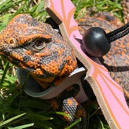 Yousheng 1 Set Reptile Leash Adjustable with Wings Traction Tool Lizard Faux Leather Towing Rope for