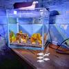 1 Set Fish Tank Bottom Base Sturdy Plastic Corner Guards Protective Aquarium Furniture Corner Cover Anti-Collision Support