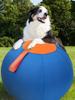 Dog Herding Ball for Dogs & Puppies Toy Balls for Cattle Oxford Fabric Cover Large Dog Toy Multipurpose Puppy Toys for Training