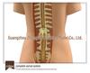 55CM Human Anatomy Hermaphrodite Torso Model with 19 Removable Parts
