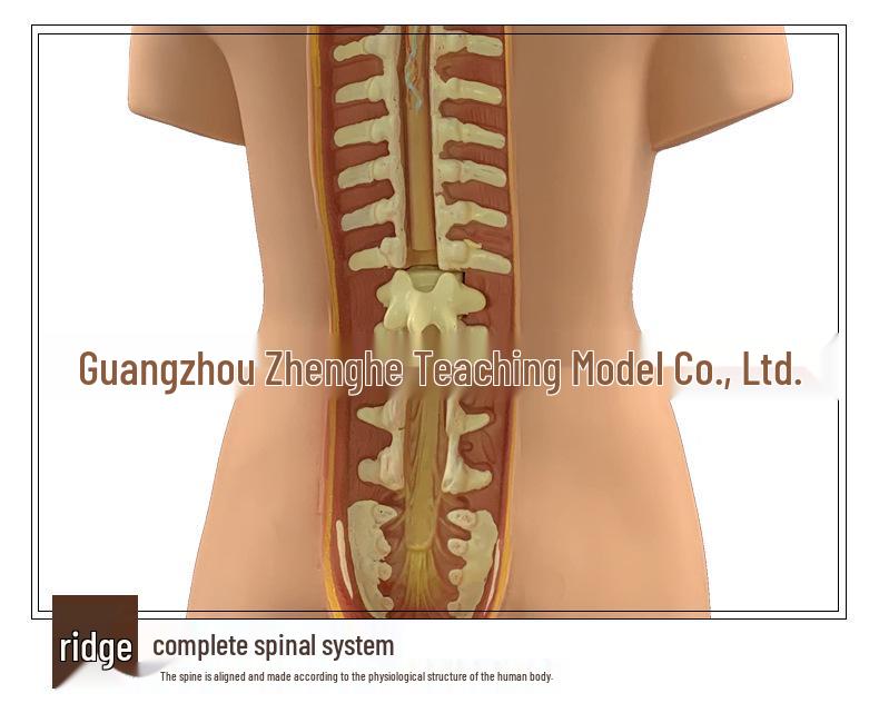 55CM Human Anatomy Hermaphrodite Torso Model with 19 Removable Parts