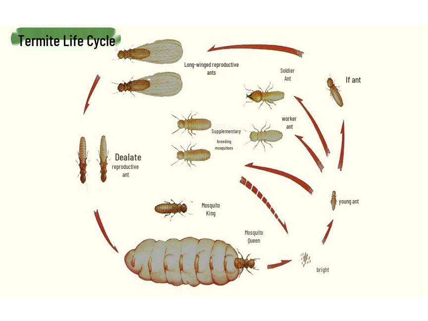 Indoor Termite Bait Box - Effective White Ant Control Treatment
