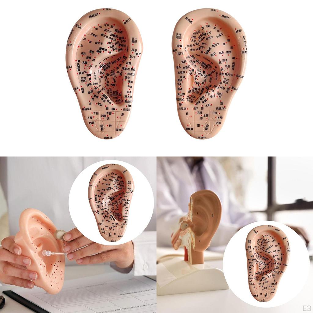 A Atrial Acupoint Model of The Human Ear Teaching for Nursing Care