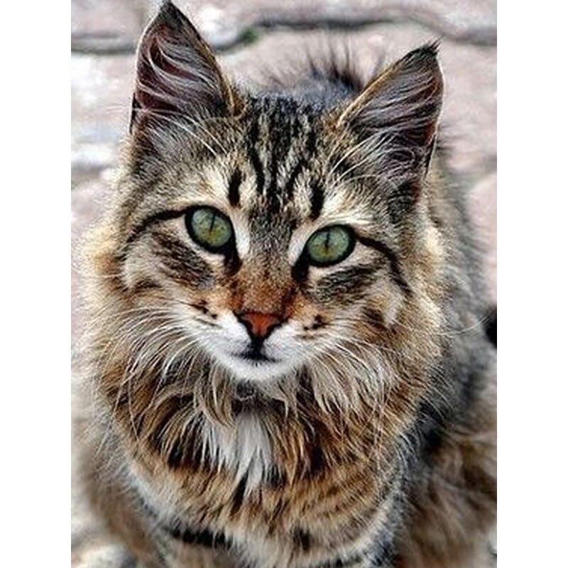 5D DIY Diamond Painting Tabby Cat Art Diamond Embroidery Rhinestones Decorations for Home