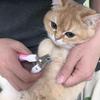 Nail Clipper Set Pets Nail Clipper With File Convenient Design Pet Claw Care Claw Cutters Cut The Nails Pet Grooming Scissors
