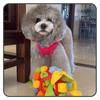 Dog Puzzle Toy Snuffle Mat Treat Dispensing Ball Dogs Cats TPR Rubber Interactive Chew
