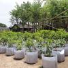 Garden Plant Planting Bag Cultivation Bag Round Cloth Pot Plant Bag Root Container Breathable Planting Planting Bag