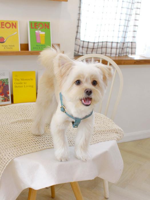 

MAISON DE MIU Running Mate Harness_Indian Blue SM