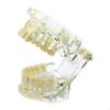 Dental Demonstration Teeth Model Observation Portable Removable
