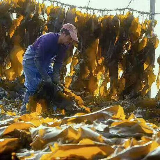 Fujian Xiapu Handcrafted Sun-Dried Kelp, 1 lb - Sand-Free, High-Quality, Free Shipping
