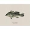 Vintage Bass Fish Trout Fly Fishing Posters Prints Canvas Painting Fisherman Retro Wall Art Picture for Living Room Home Decor