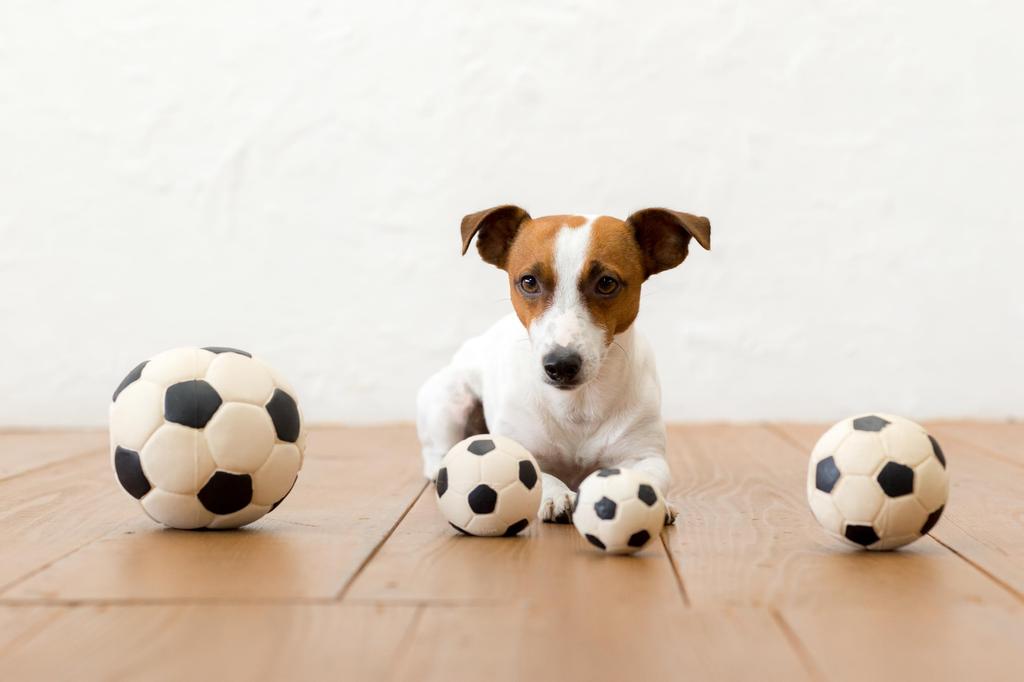 LANCO Dog LL Size Soccer Ball Toy, [Dadway Pet] [PTLA02302]