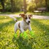 4Pcs/Set Non-Slip Summer Dog Shoes Adjustable Hollow Puppy Shoes Mesh Foot Covers  Outdoor Hiking