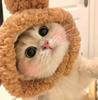 Pet Headgear, Starfish, Snapper Fish Hats, Piggy, Chick, Cat, Bear, Panda Headwear, Funny Costumes