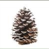 DIY Christmas Tree Decor: Bleached Pine Cones & Dried Flowers with Cedar and American White Pine Cones