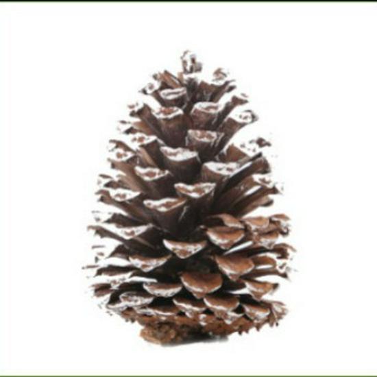 DIY Christmas Tree Decor: Bleached Pine Cones & Dried Flowers with Cedar and American White Pine Cones