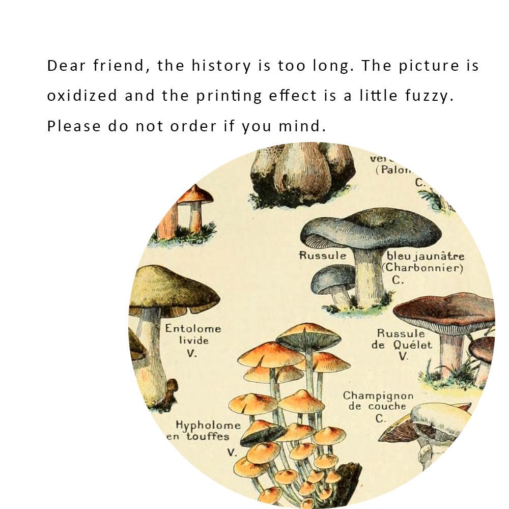 Vintage Vegetable Fruit Botanical Education Poster Mushrooms Chart Drawing Wall Art Canvas Painting for Living Room Decor Quadro