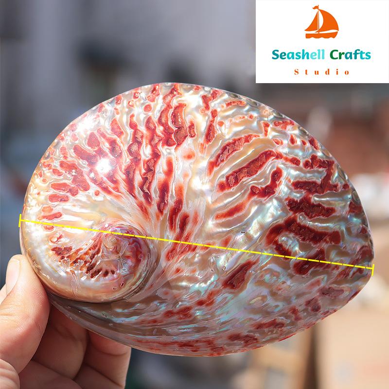Home Decoration Red Pattern Abalone SeaShells Home Accessories Conch Fish Tank Aquarium Creative Decoration Lucky Conch Specimen