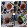 50Pcs Bonsai Pot Mesh Pad Breathable Drainage Grid Mat for Plant Care Soil Protection Eco-Friendly Gardening Tools DIY Supplies