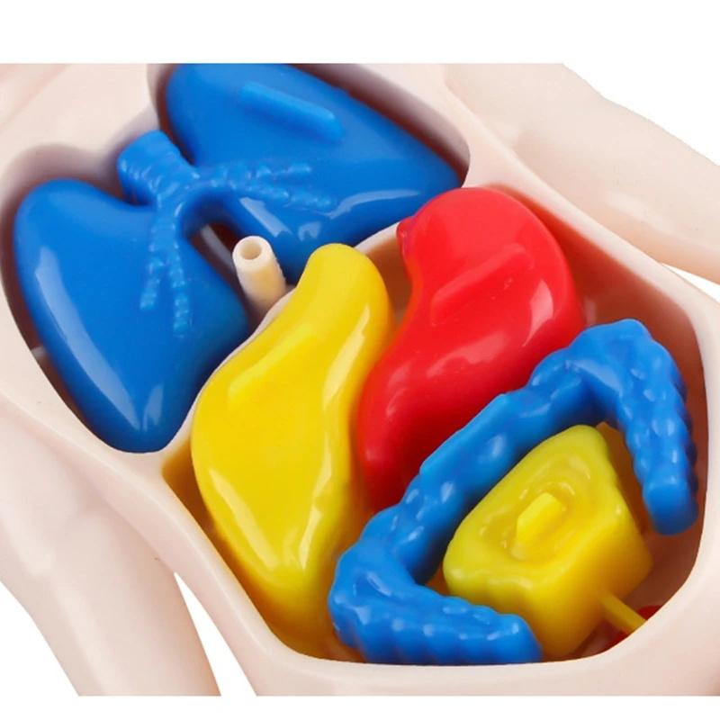 14 ks/sada pro děti, DIY montáž, věda, rané vzdělávání, struktura lidských orgánů, model, lékařské puzzle, hračka, kognitivní učení, dárek, výukové nástroje