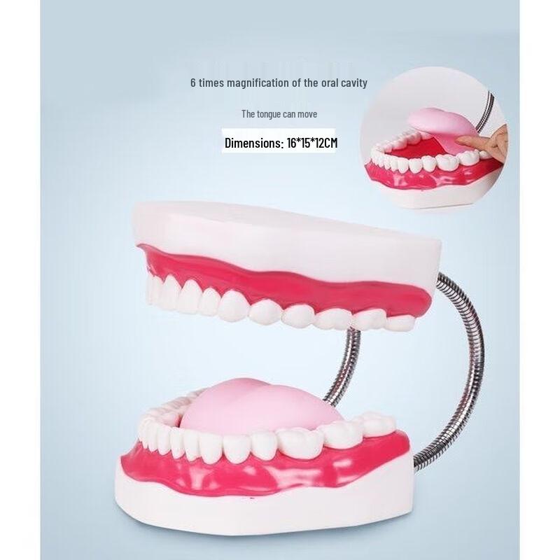 Giant 6X Dental Teaching Model