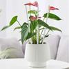 20PCS Plant Support Stakes with Fix Clip Sturdy Plant Support Sticks for Flowers and Vegetables Easy Installation Clear