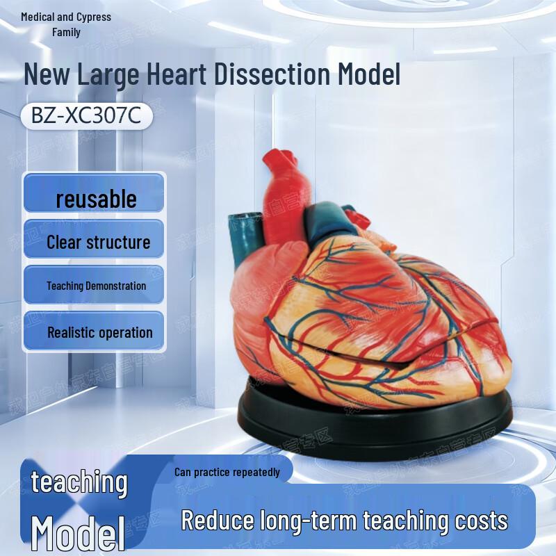 Yibaike Large Heart Anatomy Simulation Model