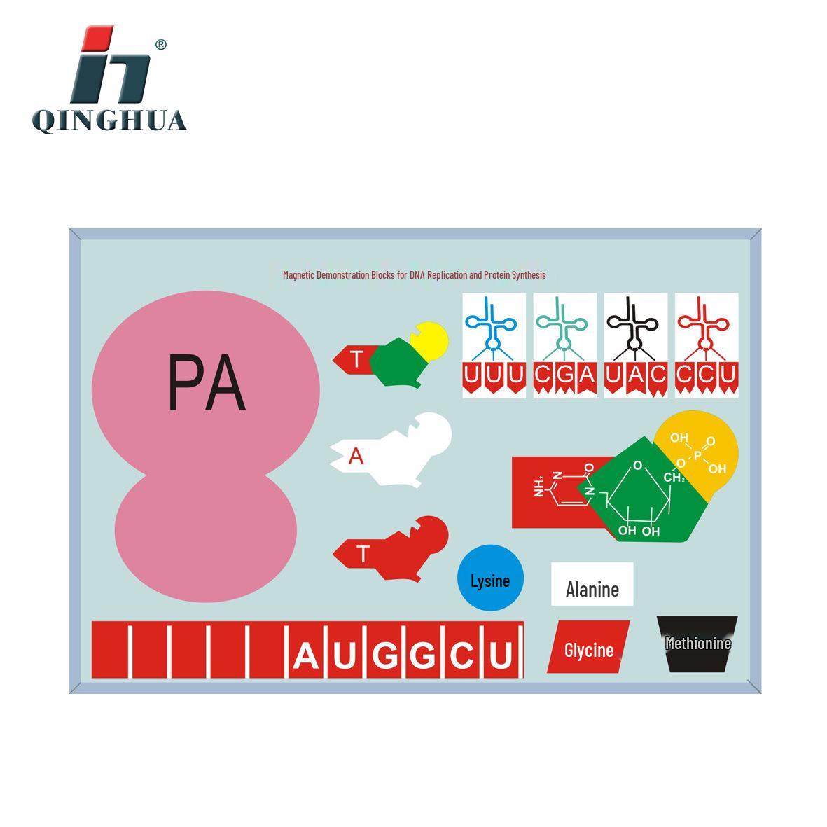 Qinghua DNA Replication & Protein Synthesis Magnetic Teaching Model PVC