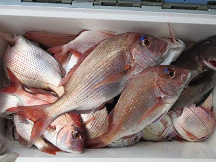 Tungsten Tairaba Head Glow Model X (Tairaba) (Luminous) (60g 3)