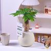 Nordic Ceramic Orchid Vase - Light Luxury Style for Small Plants