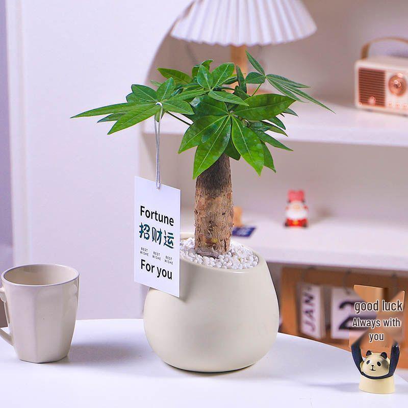 Nordic Ceramic Orchid Vase - Light Luxury Style for Small Plants