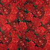 Chiffon Flowers Red