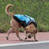 Reflective Dog Vest For Walking At Night Waterproof Dog Coat Winter Dog Clothes Jacket Pet Dog Coat With Harness