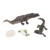 Animal Growth Life Cycle Model Set Early Education PVC Cognition Reptile Animal Figures for Children