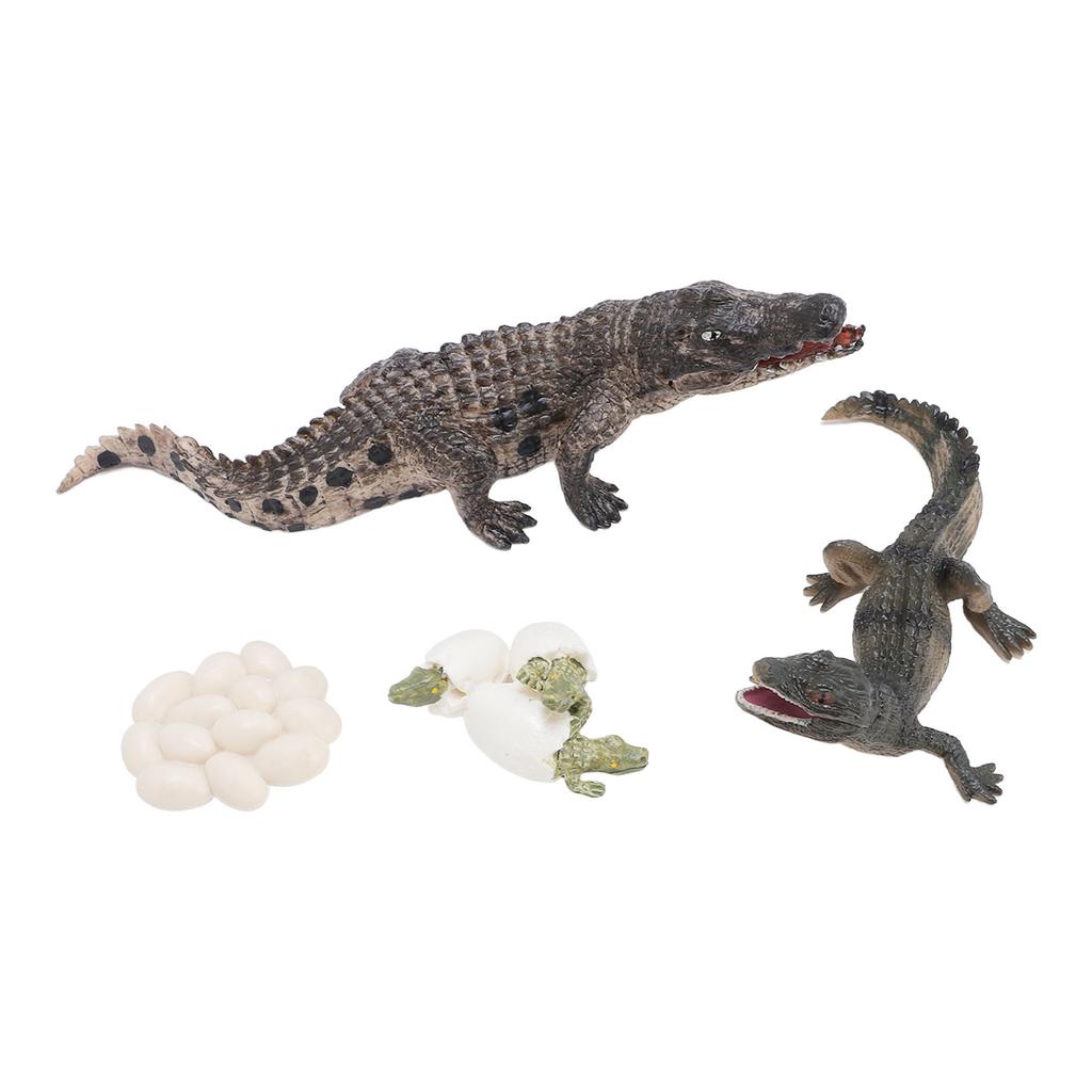Animal Growth Life Cycle Model Set Early Education PVC Cognition Reptile Animal Figures for Children