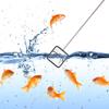 Shrimp Net Pet Fish Net Breeding Net For Guppies Fish Breeding Net Fish Tank Net Aquarium Fish Nets